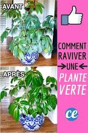 Elles ne doivent pas être trop arrosées ou. 900 Idees De Plantes En 2021 Plante Botanique Planter Des Fleurs