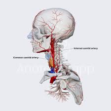 Image result for carotid artery