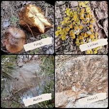 Image result for Hermannia parvula