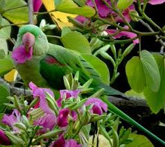 Forest Department Seizes 100 Juvenile Parakeets From Hunter In Delhi - India  Today