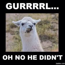 Chewing White Lama In The Andes Mountains Argentina Funny Memes Humor Funny Animal Memes