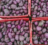 Frozen Violet Sweet Potato - Food Supplier | SakaSaka.net