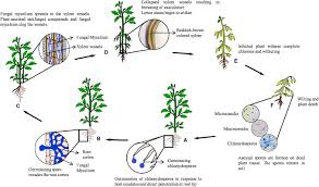 From the beginning, frank rewold's carpentry and relationship skills expressed facets of his future company's distinct character: Frontiers Secreted In Xylem Genes Drivers Of Host Adaptation In Fusarium Oxysporum Plant Science