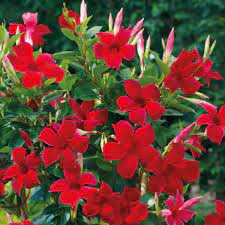 Plant them in the spring from seed; Red Mandevilla Vine Perfect Red Flowering Vine Plantingtree