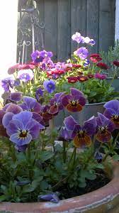 Violas And Bellis Daisy Lilium Flower Beautiful Flowers Flower Pots