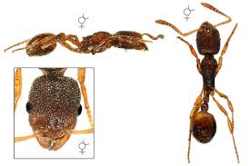 Image result for Stenostelma