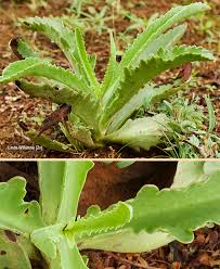 Image result for Kalanchoe lanceolata