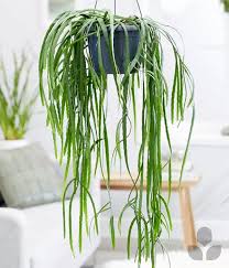 Image result for Rhipsalis