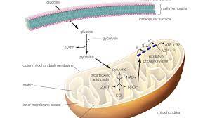 We did not find results for: Learn About The 3 Main Stages Of Cellular Respiration