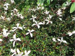 Image result for Turraea robusta