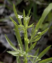 Image result for Basananthe heterophylla