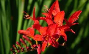 Image result for Crepidorhopalon droseroides