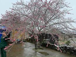 Dự báo thời tiết Tết Nguyên đán Giáp Thìn 2024 trên khắp cả nước