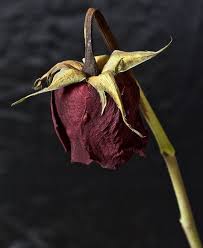 Dead Rose For Keesha Kimble Dying Flowers Roses Drawing Flower Aesthetic