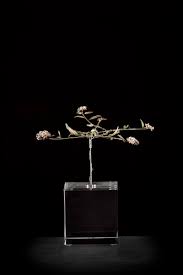 Image result for Limeum argute-carinatum