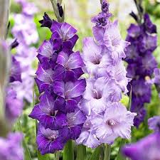 Image result for Gladiolus juncifolius