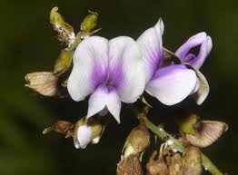 Image result for Tephrosia noctiflora