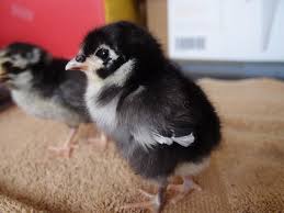 Australorp sounds like a unique name for a chicken, but you'd be surprised at how common they are. About Australorp Chickens Excellent Egg Layers And Barnyard Pets