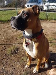We did not find results for: Boxer Dog For Adoption In Cincinnati Oh Adn 548277 On Puppyfinder Com Gender Male Age Young Dog Adoption Boxer Dogs Kitten Adoption