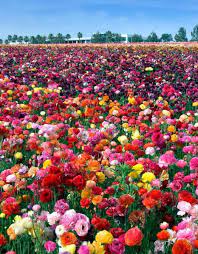 8 Places To See America S Most Beautiful Spring Flowers Most Beautiful Flowers Flower Field Beautiful Flowers