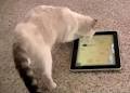 Application jeu pour chat