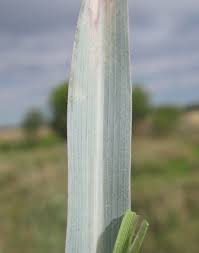 Image result for Panicum coloratum