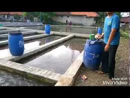 Budidaya Ikan Air Deras Nila Merah Youtube