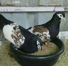 Birds Of The Same Feather Flock Together Meaning In Hindi Pin By Derenda Garrett On Birds Pigeon Breeds Pigeon Pictures Pigeon Bird