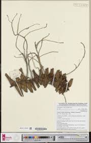 Image result for Calyptrochilum