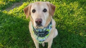 Black and Lime Green Tie Dye Dog Bandana Hand Dyed Spiral Dog Bandana