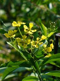 Image result for Melhania virescens