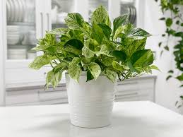 Many types of plants work in hanging planters, but not all of them look good in them. Pothos Plant My Leaves Are Turning Yellow Amiesue Com