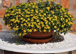 She automatically knows what flowers to plant to keep the blooms going all season long. Long Lasting Flowers In A Pot Sanvitalia Cuzco Yellow Still Going Strong In September After Two Months Long Lasting Flower Plants Flowers