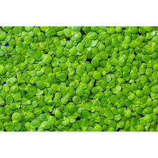 Image result for Lemna