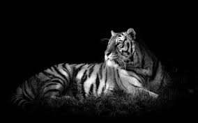 White tiger wallpaper for laptop. Black And White Tiger Wallpapers Group 71