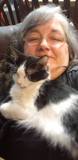 Lost cat near Westview School in Champaign