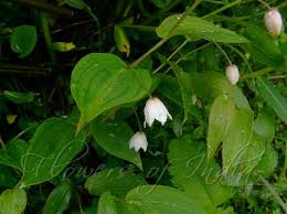 Image result for Streptopetalum