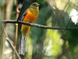 Image result for Tragia rupestris