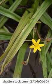 Image result for Hypoxis parvifolia