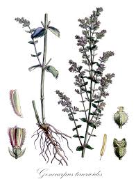 Image result for Haloragaceae