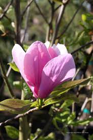 Image result for magnolia soulangeana