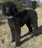 Standard Poodle Puppies for Sale - PuppyFind