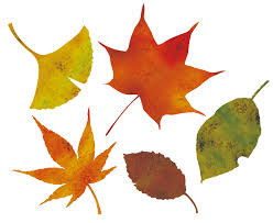 Https Xn J9j243ljip Xyz Autumn Leaves