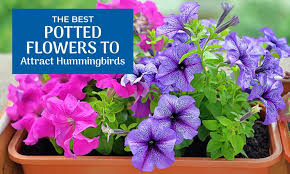 Maybe you would like to learn more about one of these? The Best Potted Flowers To Attract Hummingbirds Wild Bird Scoop