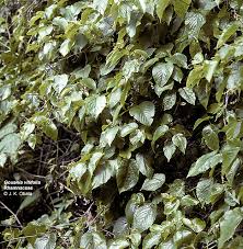 Image result for Gouania