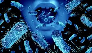 Image result for Porphyrostemma