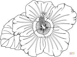 Watch for a color change when the flowers open in late spring; Hibiscus Flower Coloring Page Coloring Home