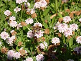 Image result for Lippia oatesii