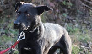 Jones ist so ein traumhafter, junger hund, der einfach nur gefallen möchte. Wer Gibt Uns Ein Neues Zuhause Suty Und Brady Suchen Hundeerfahrene Menschen 09 06 2020