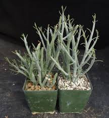 Image result for Senecio sp.no.2